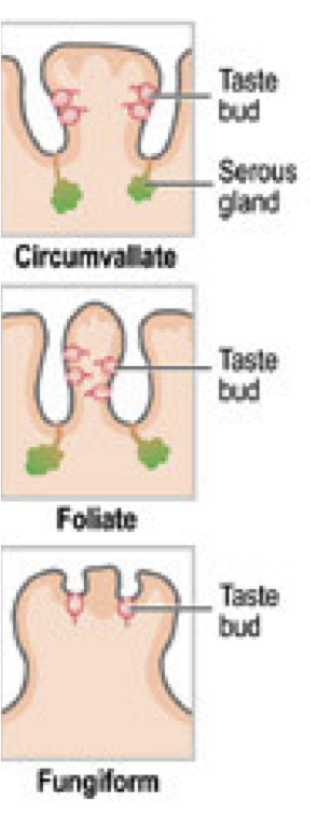 types of taste buds